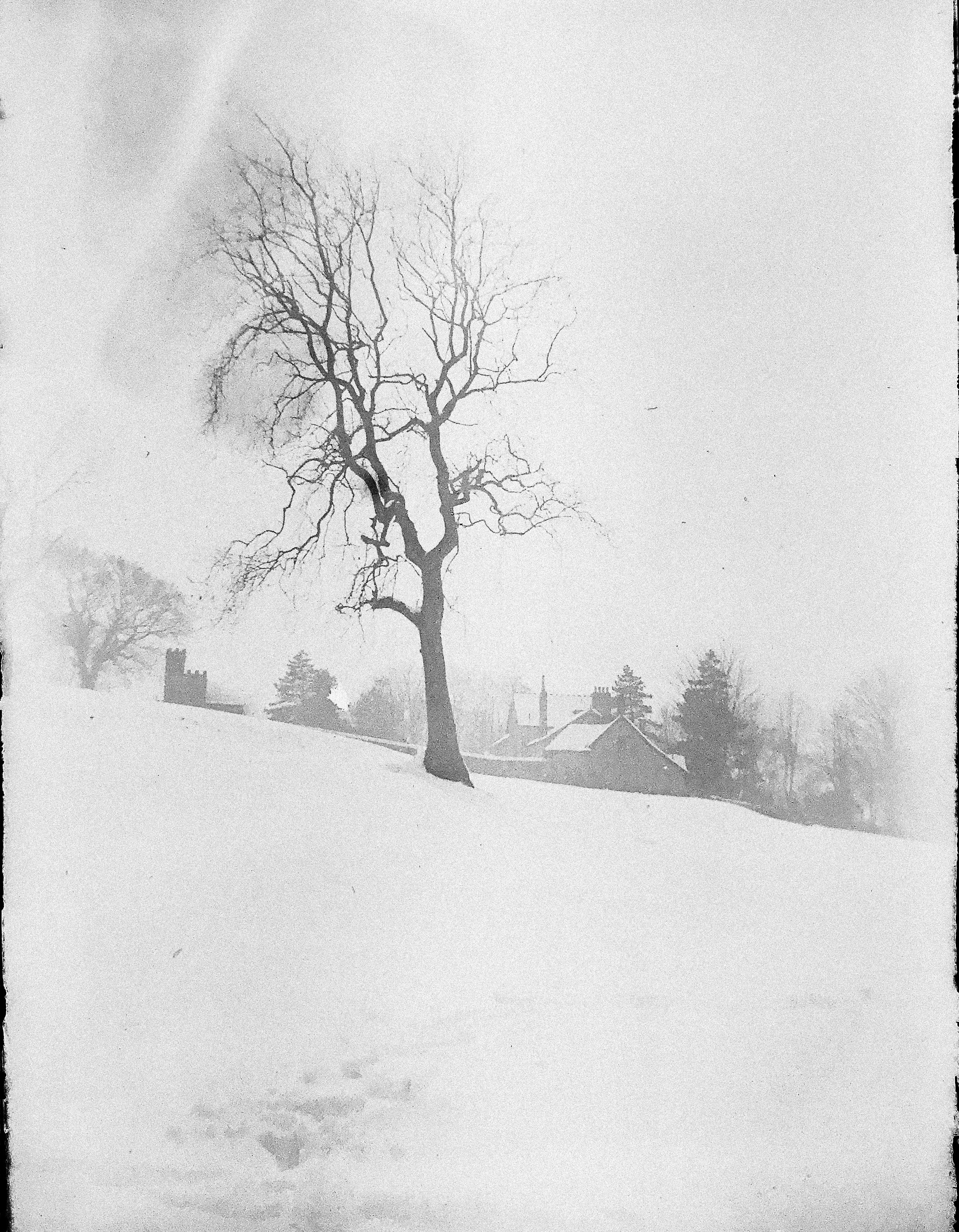 leafless tree on snow covered ground